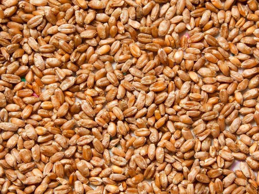 Пшеница